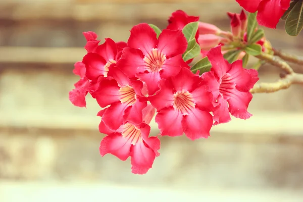 Adenium obesum fleur rouge — Photo