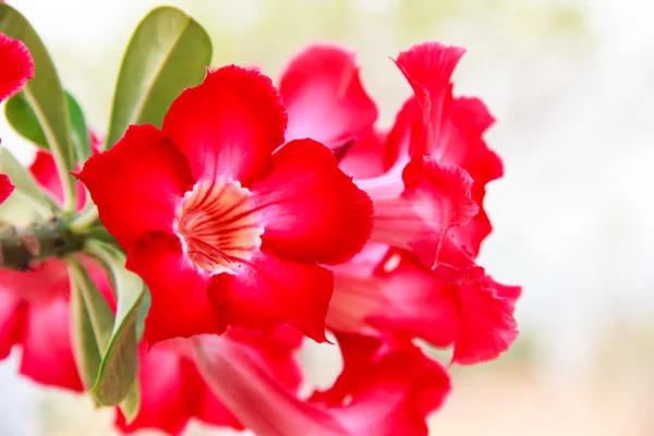 Adenium obesum fleur rouge — Photo