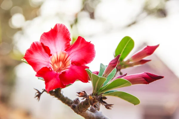 Adenium obesum fleur rouge — Photo