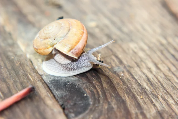 Schnecke — Stockfoto