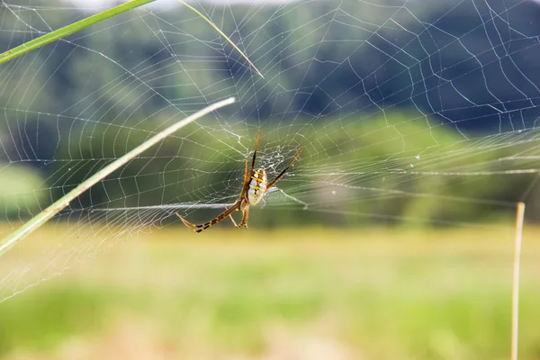 Araignée sur la toile d'araignée — Photo