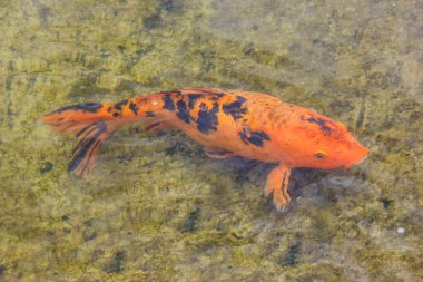 Koi balığı.