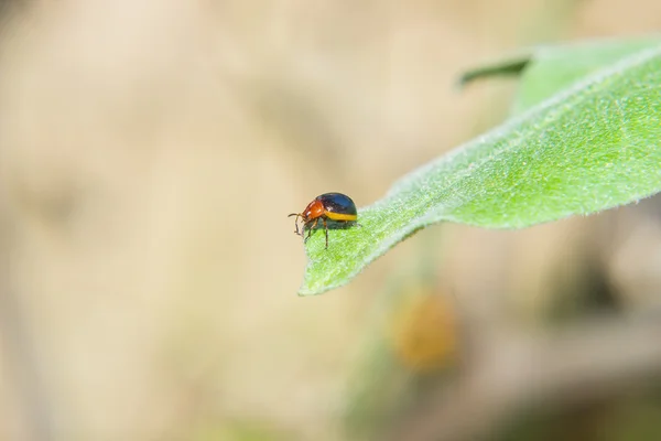 bug on green leaf