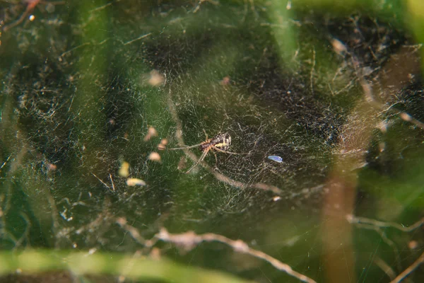 Pequena aranha na teia de aranha — Fotografia de Stock