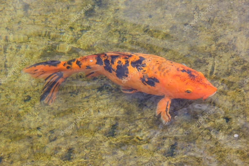 Koi fish Stock Photo by ©madozi 63349245