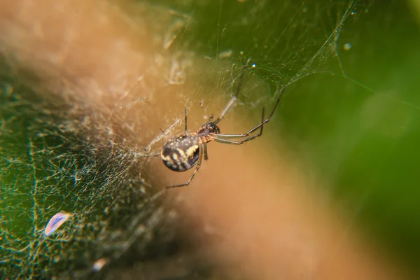 Kleine spin op het spinnenweb — Stockfoto