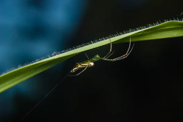 Aranha sob a folha — Fotografia de Stock