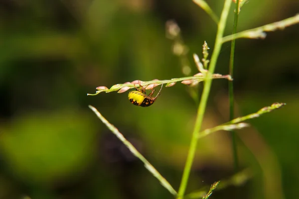 在植物茎上的 bug — 图库照片