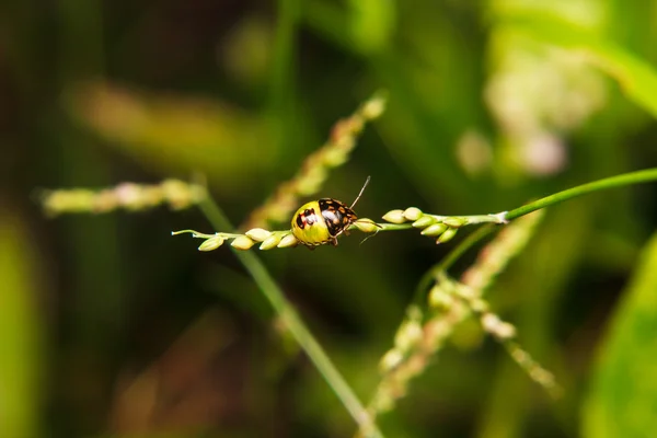 Bug op stam van plant — Stockfoto