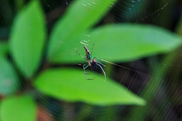 Aranha na teia de aranha com presa capturada — Fotografia de Stock