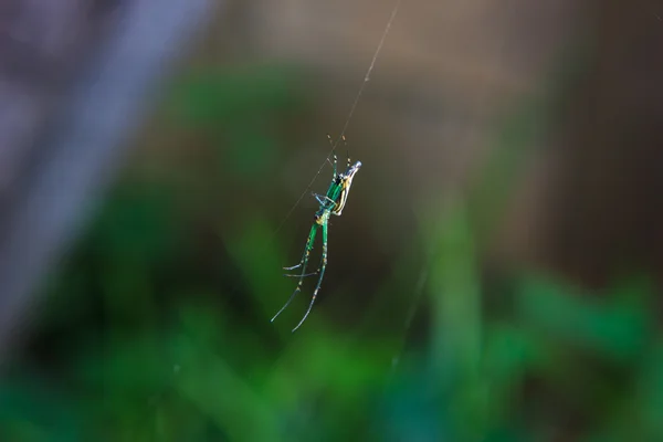 Μικρή αράχνη στον ιστό αράχνης — Φωτογραφία Αρχείου