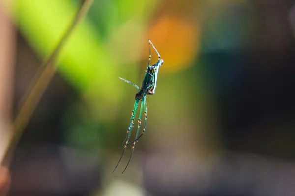 Pequena aranha na teia de aranha — Fotografia de Stock