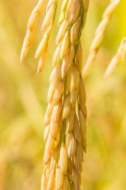 Paddy pirinç tarlası