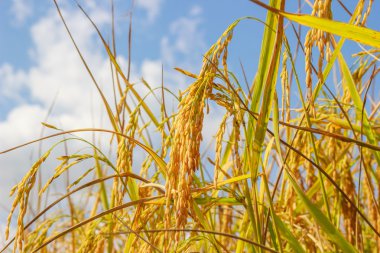 pirinç alana kadar kapatın