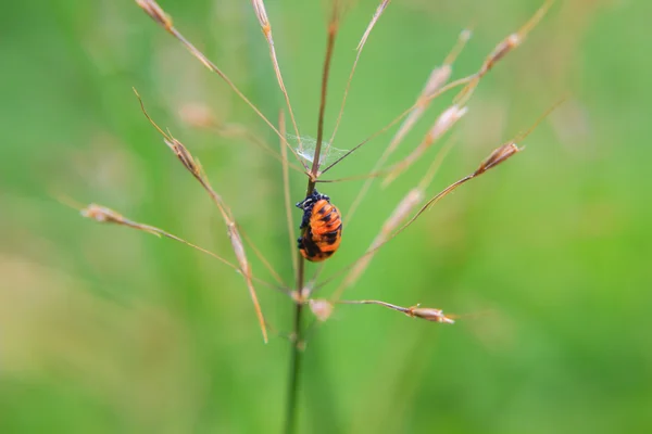 Insecto en el tallo de la planta —  Fotos de Stock