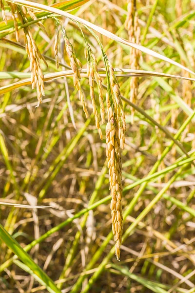 Reis aus nächster Nähe im Feld — Stockfoto