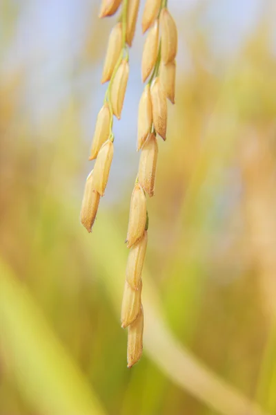 Reisfeld — Stockfoto