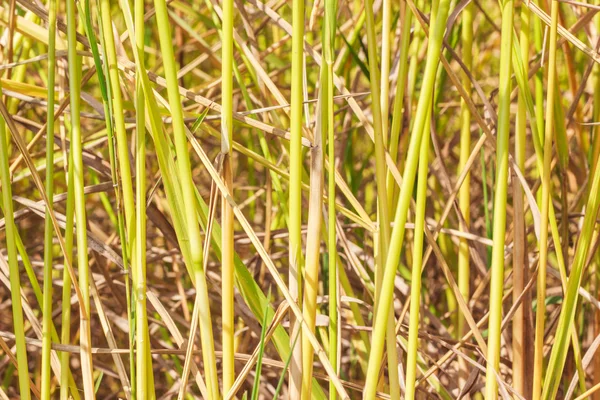 水稻植株茎背景 — 图库照片