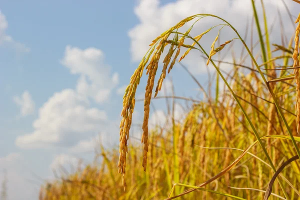 Reis aus nächster Nähe im Feld — Stockfoto