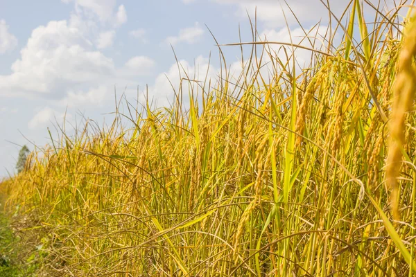 Paddy pirinç tarlası