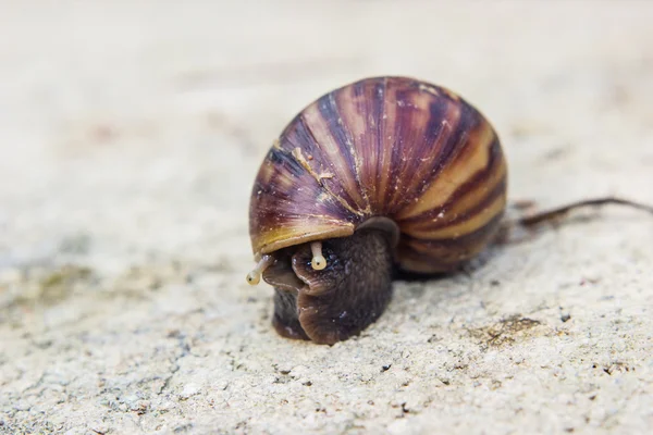 Snail — Stock Photo, Image