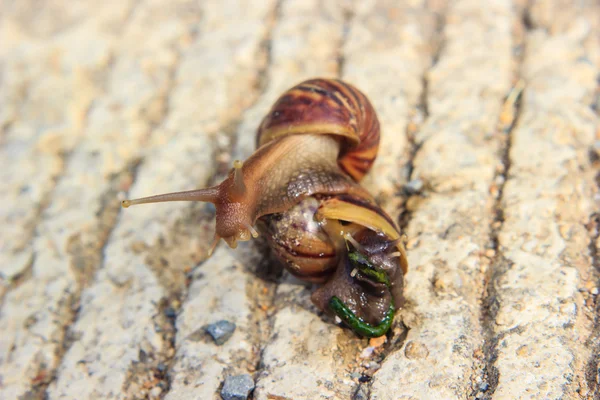 Snail — Stock Photo, Image