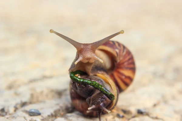 Schnecke — Stockfoto