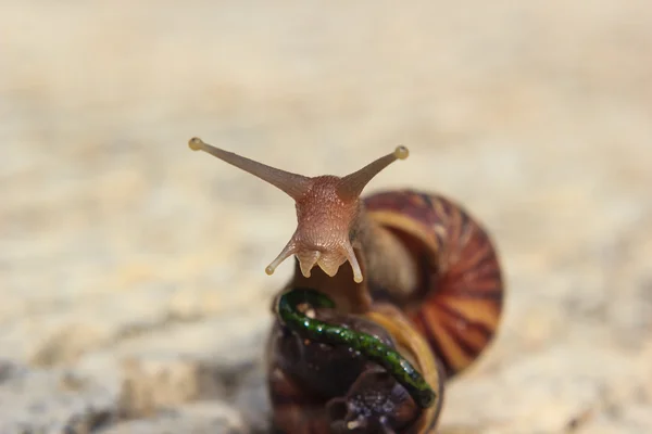 Schnecke — Stockfoto