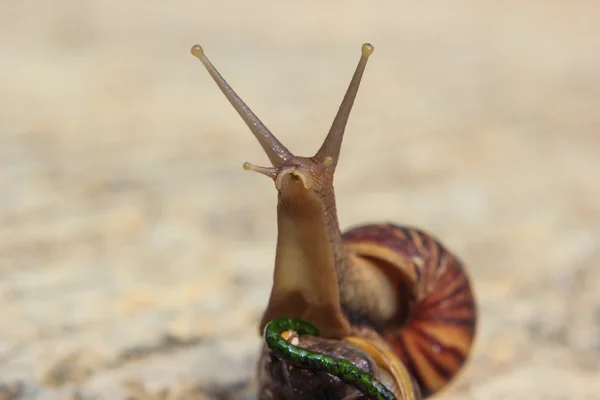 Schnecke — Stockfoto