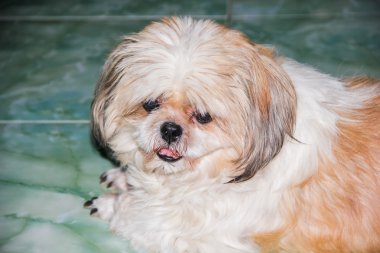 yerde yatarken shih tzu köpek yakın çekim