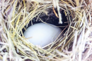 Beyaz yumurta yuvada