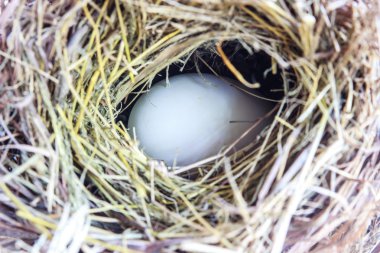 Beyaz yumurta yuvada