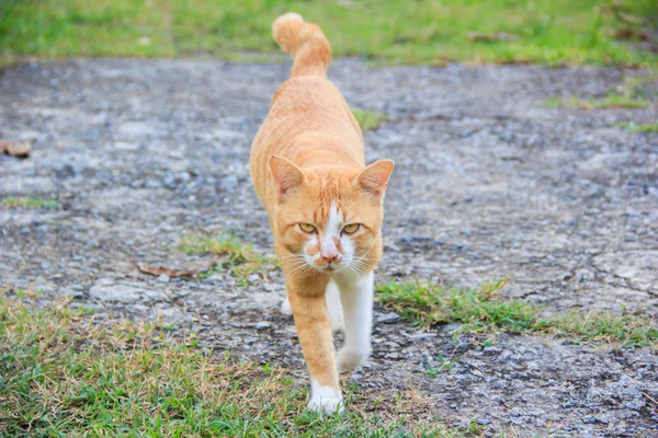 歩く猫 — ストック写真