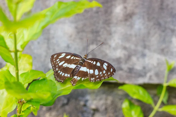 Borboleta — Fotografia de Stock