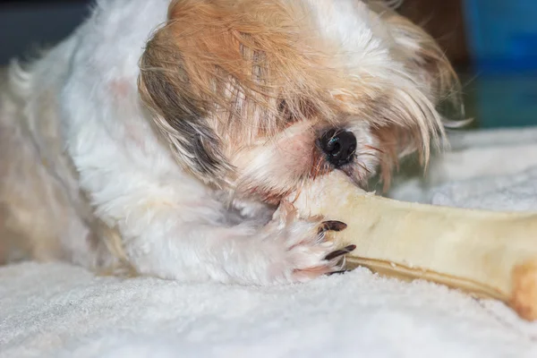 Close up de Shih tzu cão mastigar um osso — Fotografia de Stock