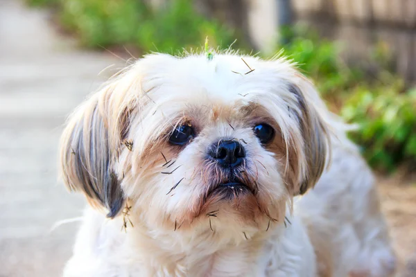 Cute Shih tzu dog — Stock Photo, Image
