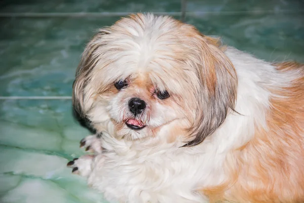 Nahaufnahme von shih tzu Hund, der auf dem Boden liegt — Stockfoto