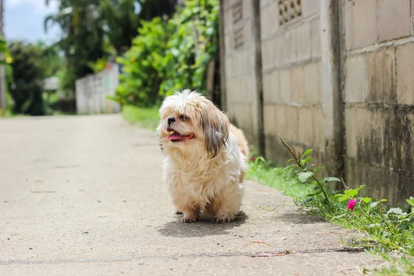 Cute Shih tzu dog walking on the road — Stock Photo, Image