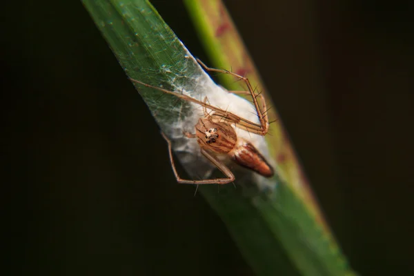 Μικρή αράχνη για το φύλλο — Φωτογραφία Αρχείου