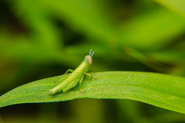 Green grasshopper perched on leaf in the garden. — Stock Photo, Image