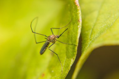 Yeşil yapraklı sivrisinek.