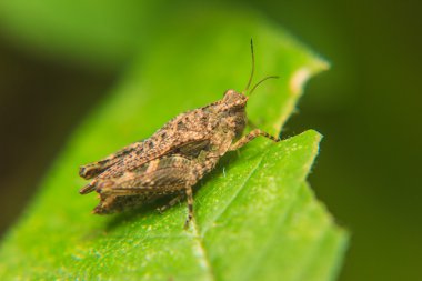 Bahçedeki leaf kahverengi çekirge tünemiş.