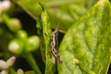 küçük kahverengi çekirge bitki kök üzerinde tünemiş