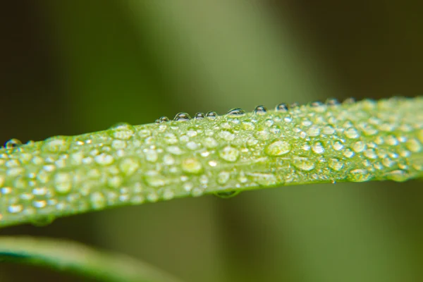 Dew drops på våren gräs — Stockfoto