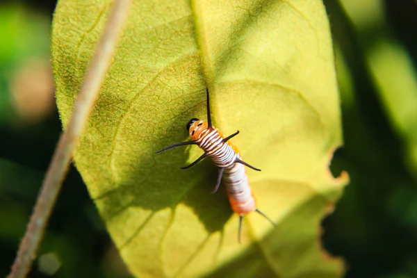 Caterpillar worm op blad in de tuin — Stockfoto