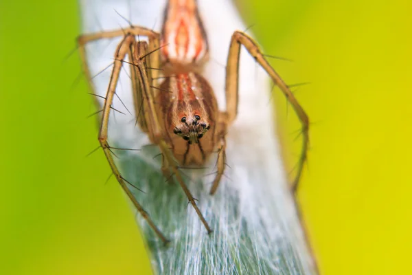Petite araignée sur la feuille — Photo