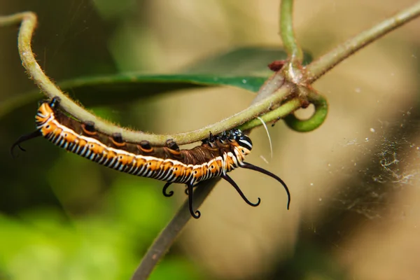 Caterpillar worm op stam van plant — Stockfoto