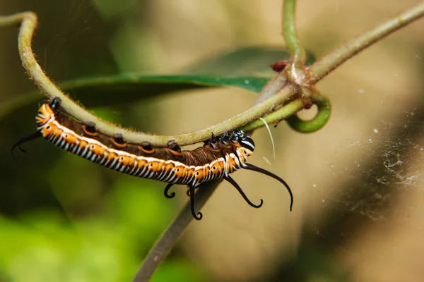 Vers de chenille sur la tige de la plante — Photo