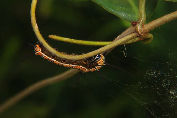 Caterpillar worm on stem of plant — Stock Photo, Image