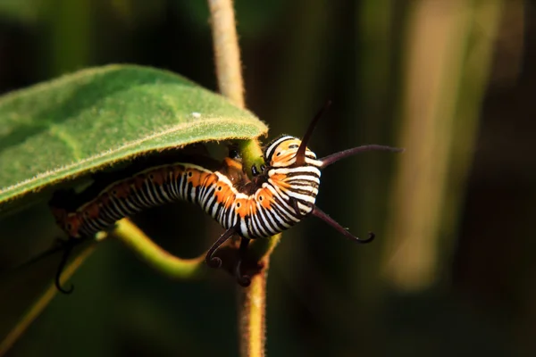 Caterpillar worm op stam van plant — Stockfoto